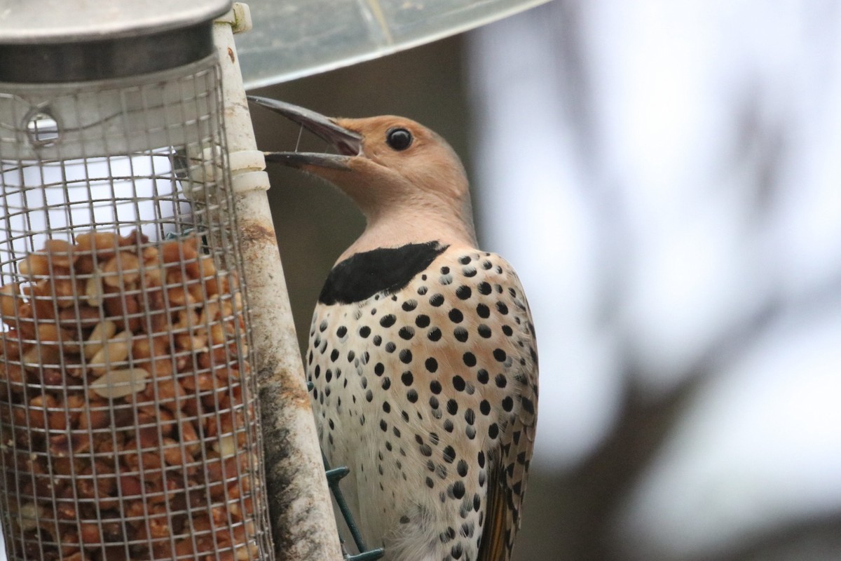Northern Flicker (Yellow-shafted) - ML616937767