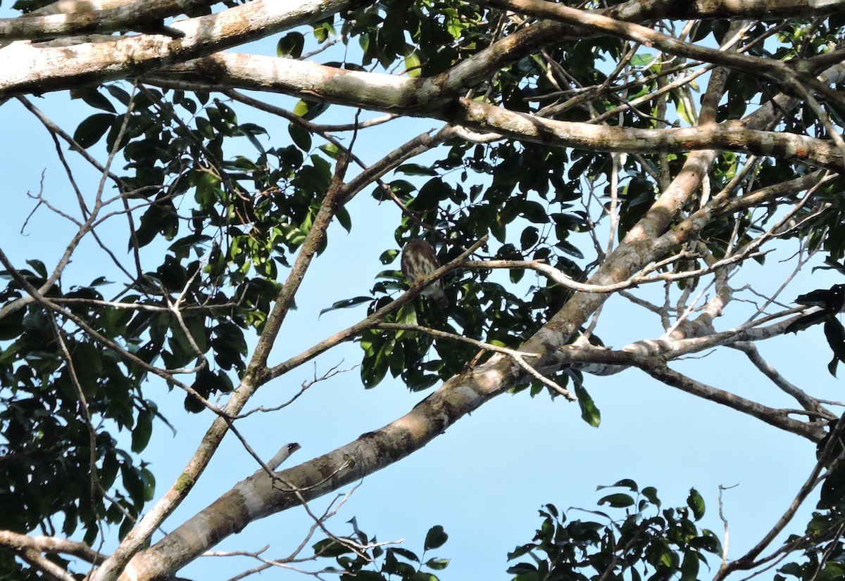Amazonian Pygmy-Owl - ML616937795