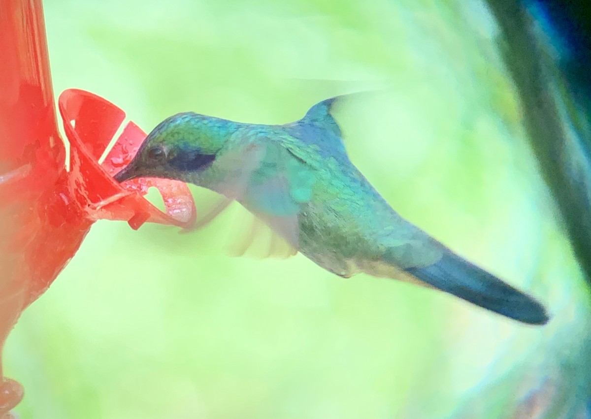 kolibřík modrouchý - ML616937823