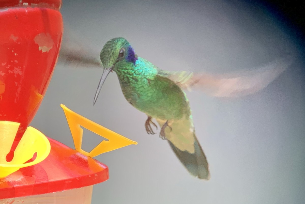 kolibřík modrouchý - ML616937824
