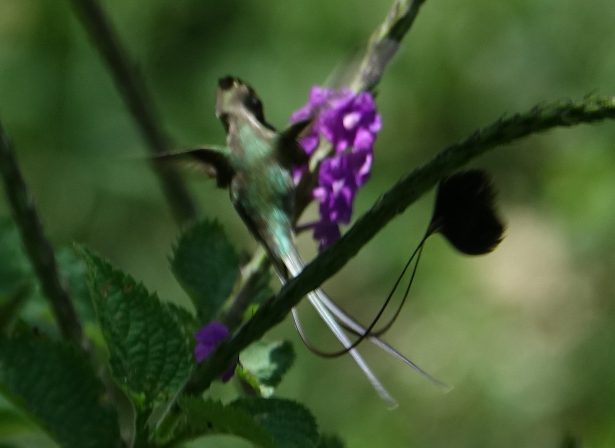 kolibřík podivuhodný - ML616937846