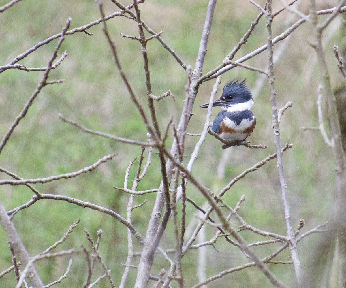 Belted Kingfisher - ML616937857