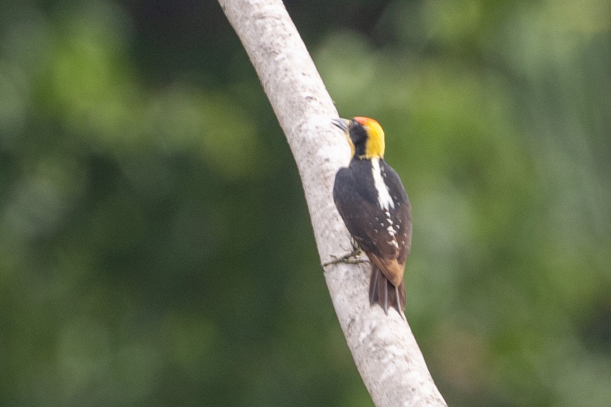 Golden-naped Woodpecker - ML616937926