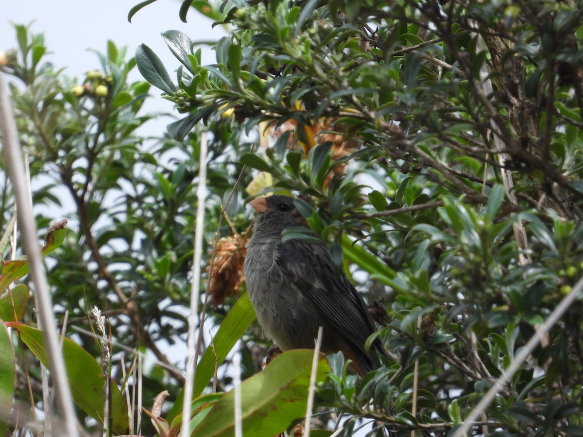 Plain-colored Seedeater - ML616937928
