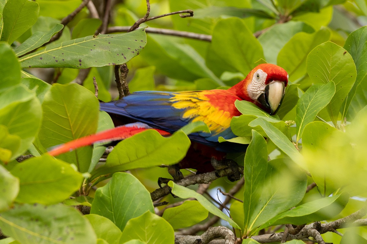 Scarlet Macaw - ML616937949