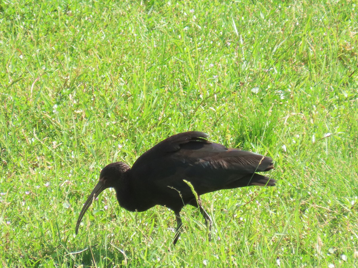 ibis andský - ML616938047