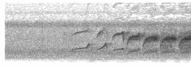 Weißkehl-Ameisenvogel - ML616938126