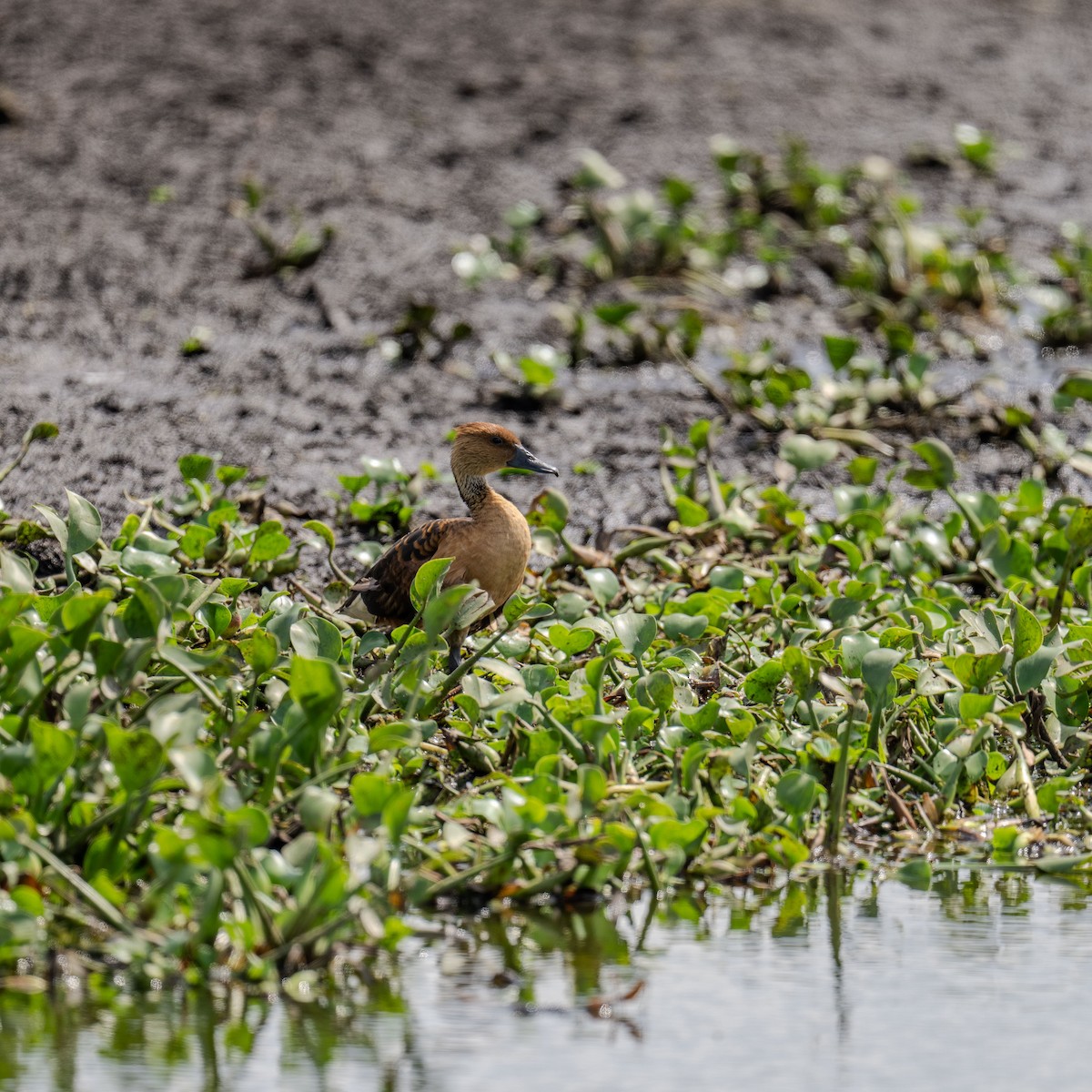 Fulvous Whistling-Duck - ML616938147