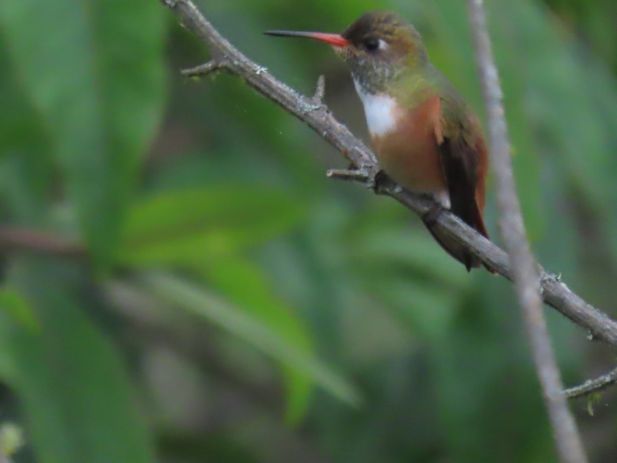 Amazilia Hummingbird - ML616938156