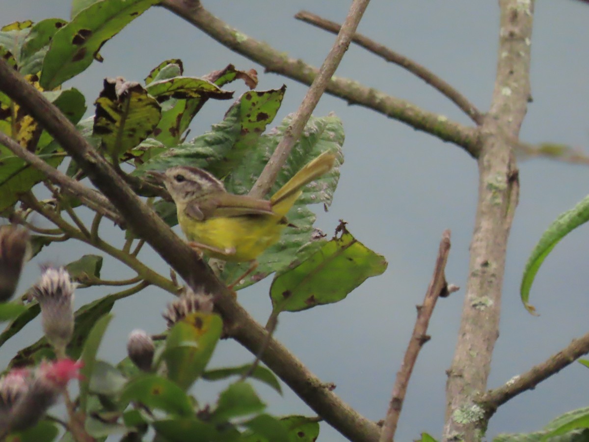 Three-banded Warbler - ML616938204