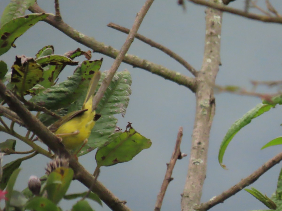Three-banded Warbler - ML616938214