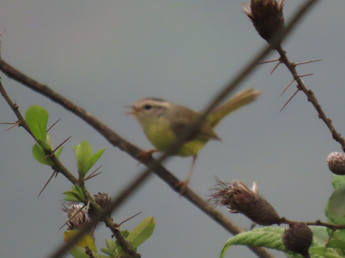 Three-banded Warbler - ML616938222