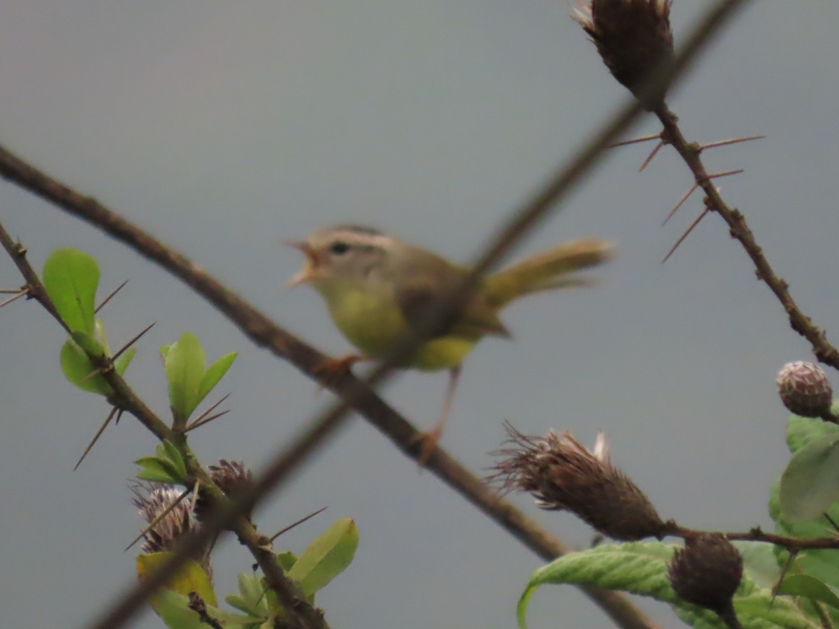 Three-banded Warbler - ML616938238