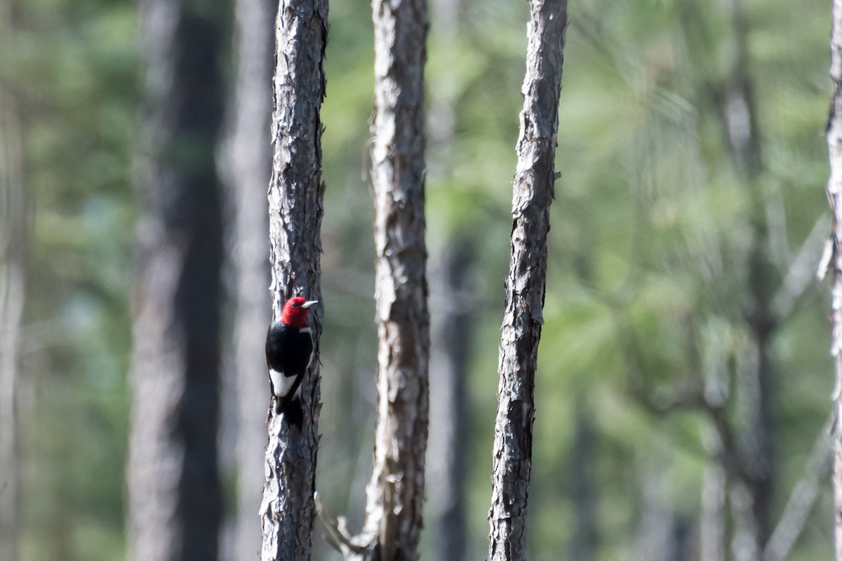 Red-headed Woodpecker - ML616938253