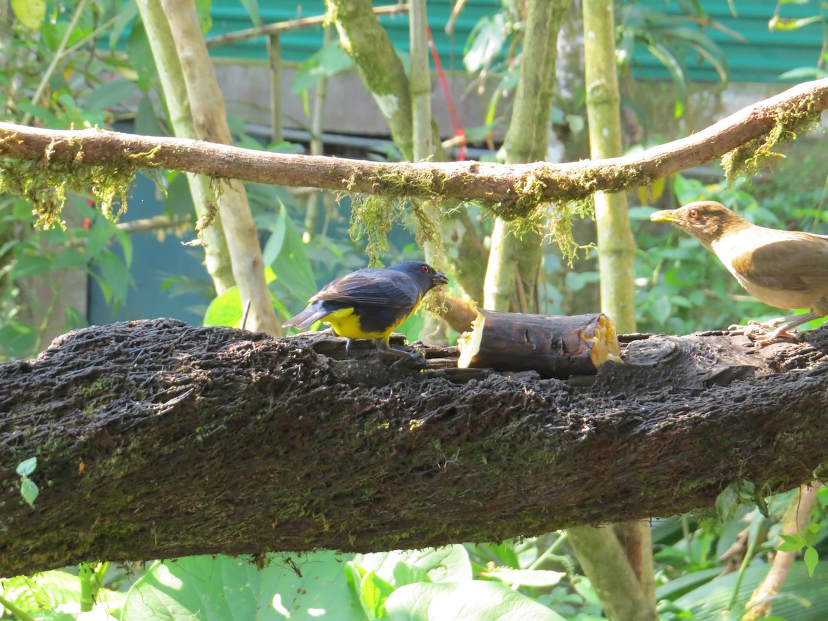 Blue-and-gold Tanager - ML616938288