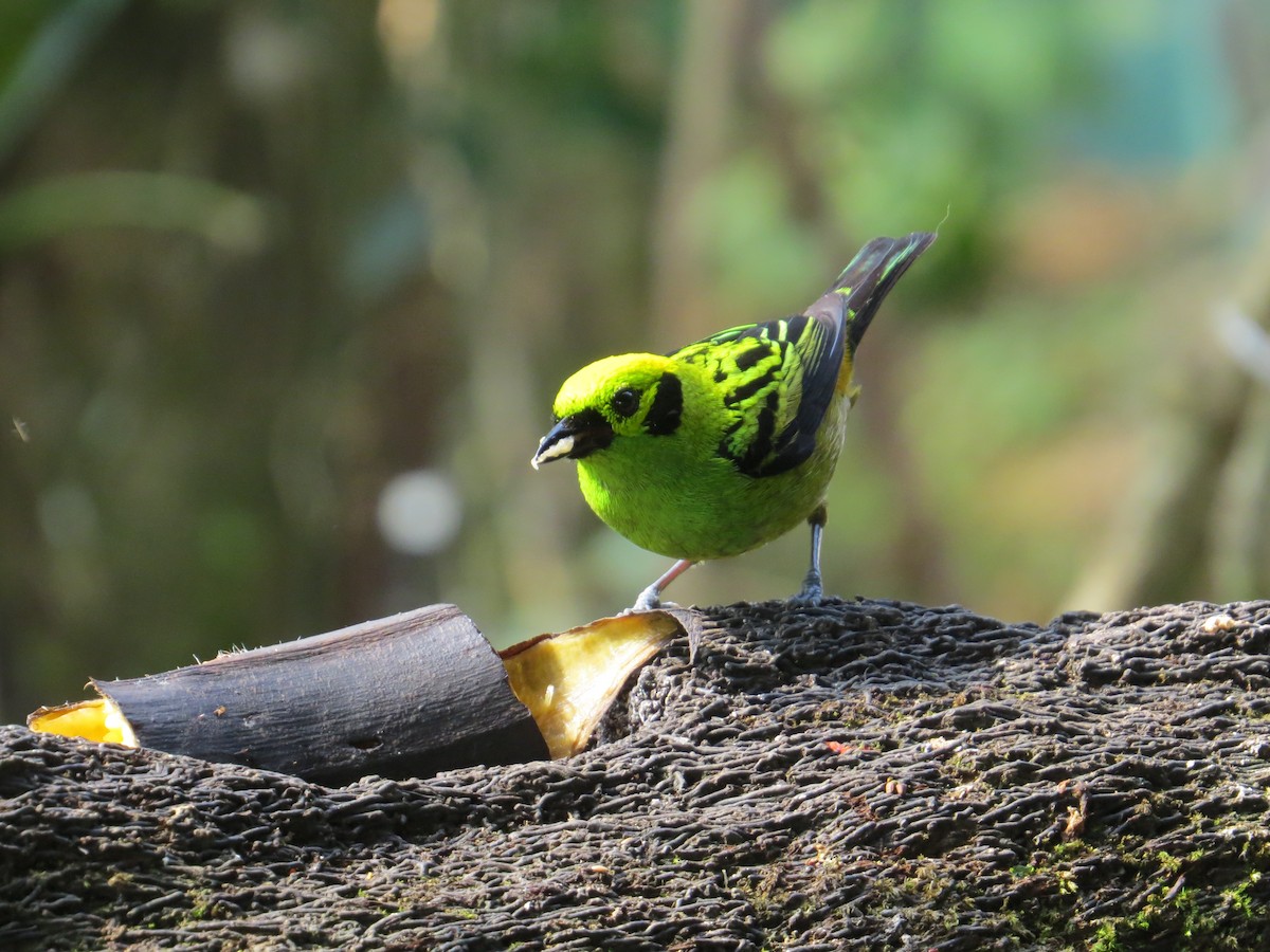 Emerald Tanager - ML616938316