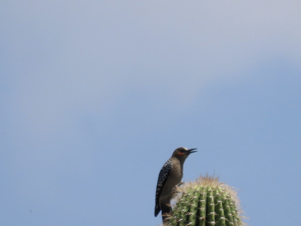 Gray-breasted Woodpecker - ML616938366