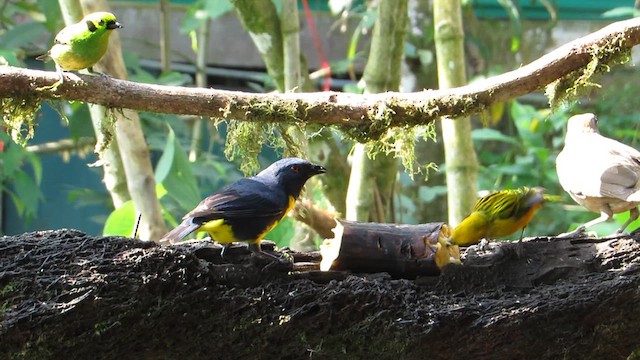 Blue-and-gold Tanager - ML616938400
