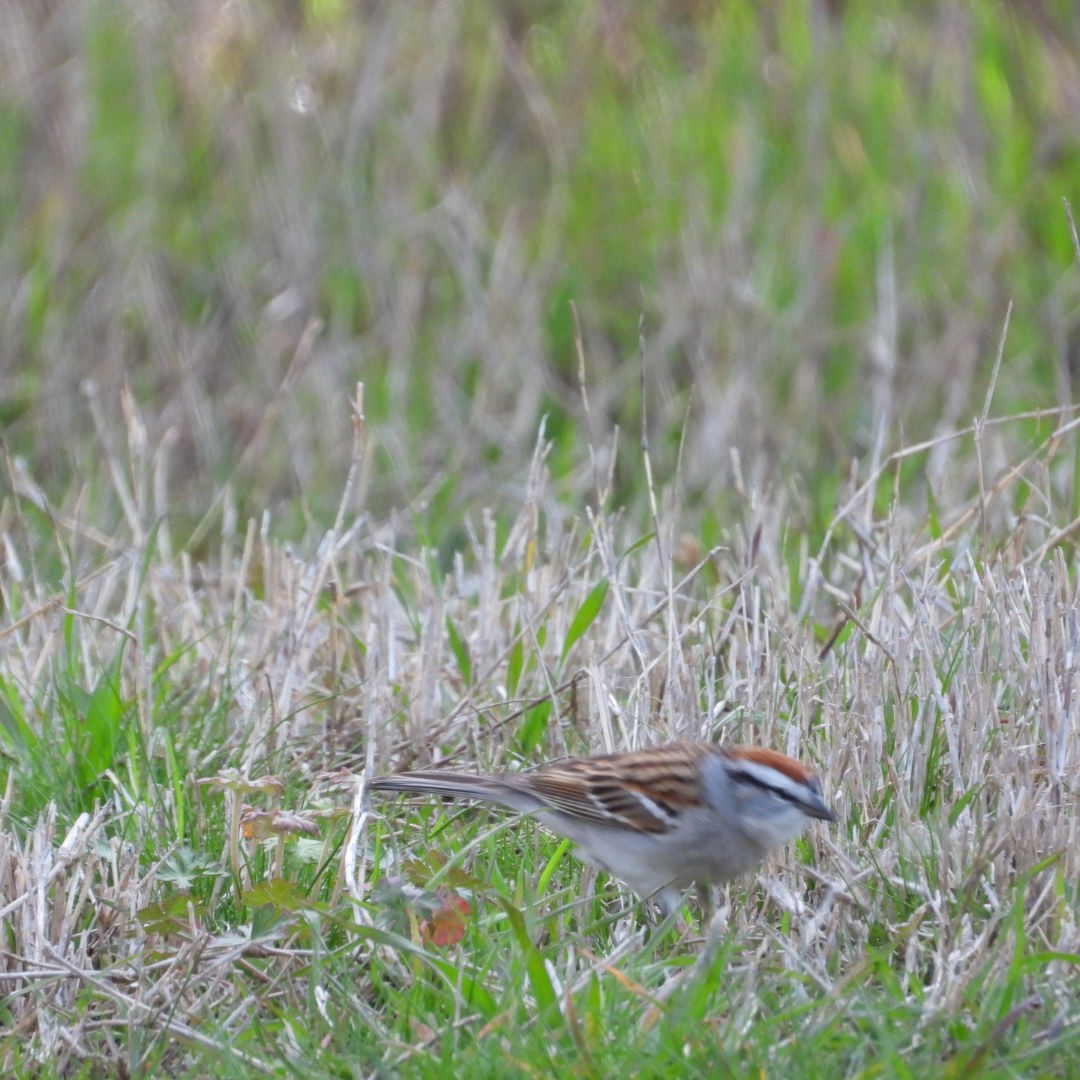 Chipping Sparrow - ML616938550