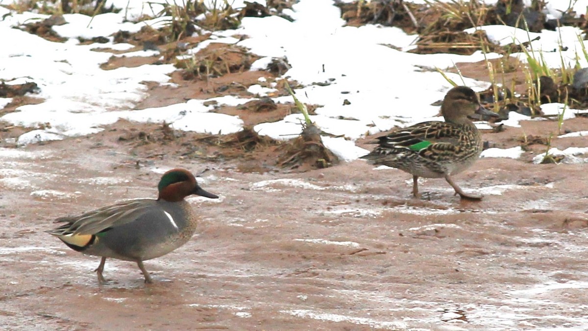 Green-winged Teal - ML616938600