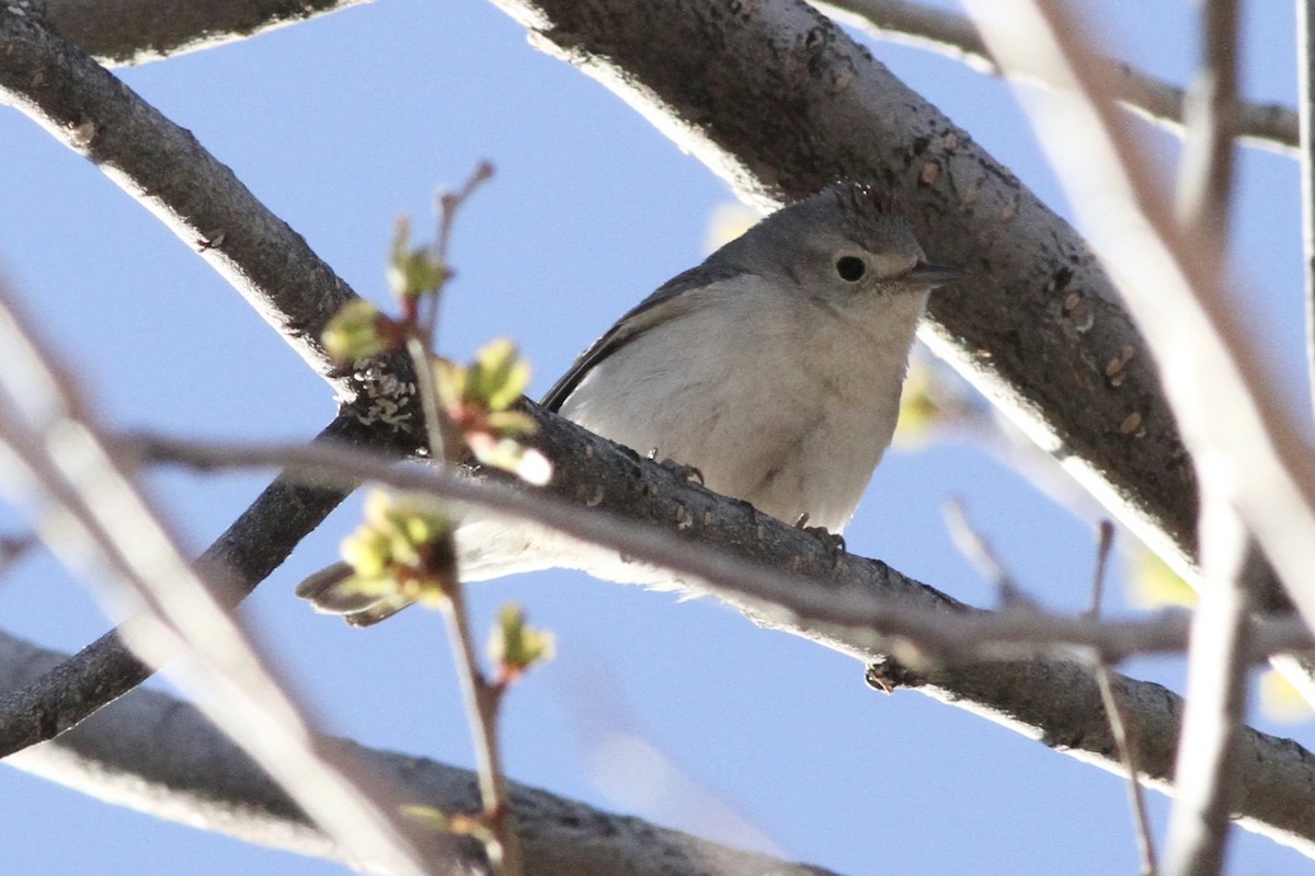 Lucy's Warbler - Andrew Theus