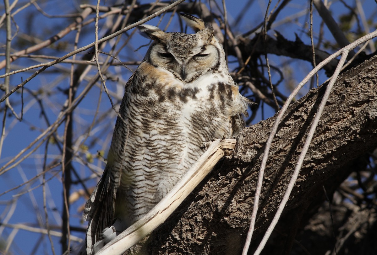 Great Horned Owl - ML616938620