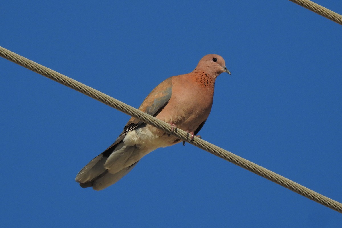 Laughing Dove - ML616938723