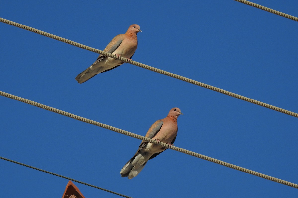 Laughing Dove - ML616938725