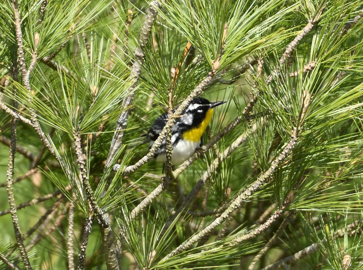Yellow-throated Warbler - ML616938782