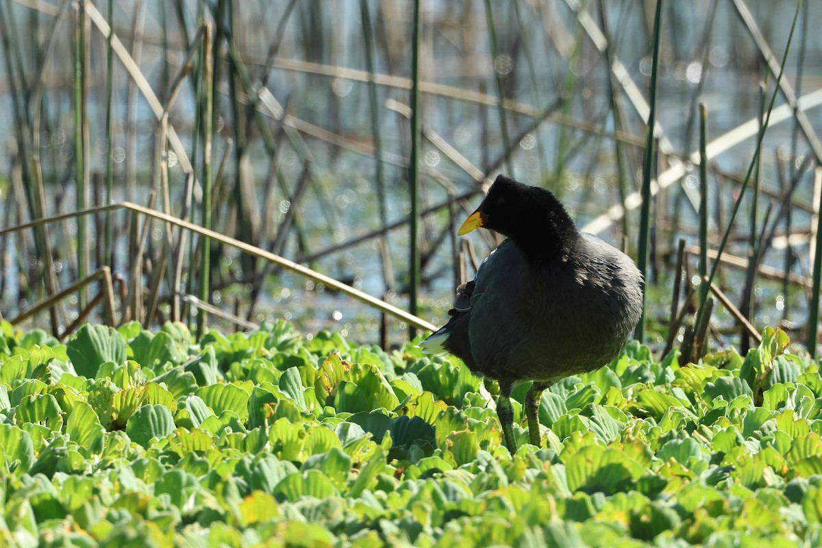 Red-fronted Coot - ML616938877