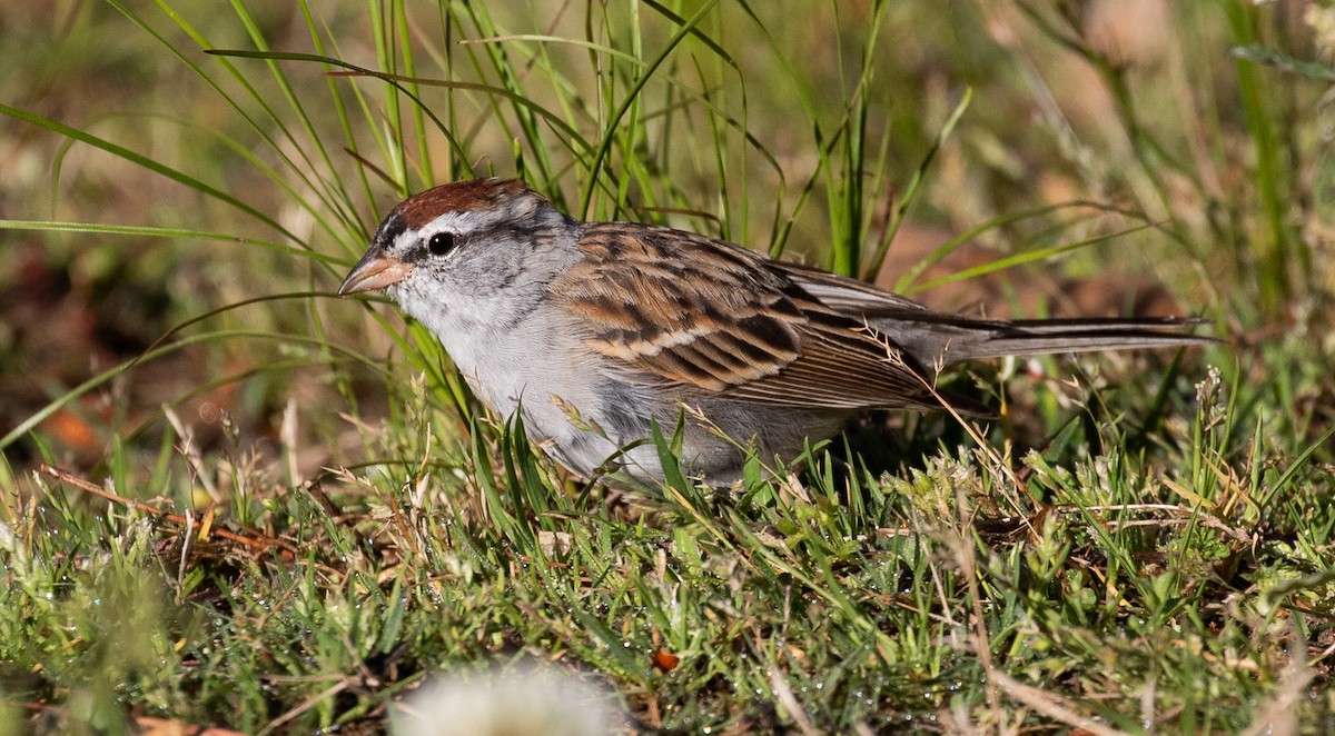 Chipping Sparrow - ML616938988