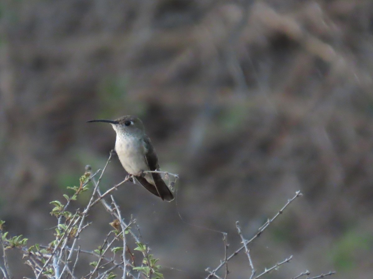 Spot-throated Hummingbird - ML616939075
