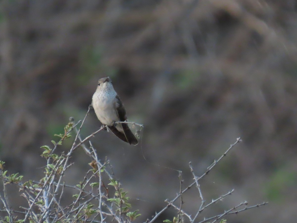 Spot-throated Hummingbird - ML616939082