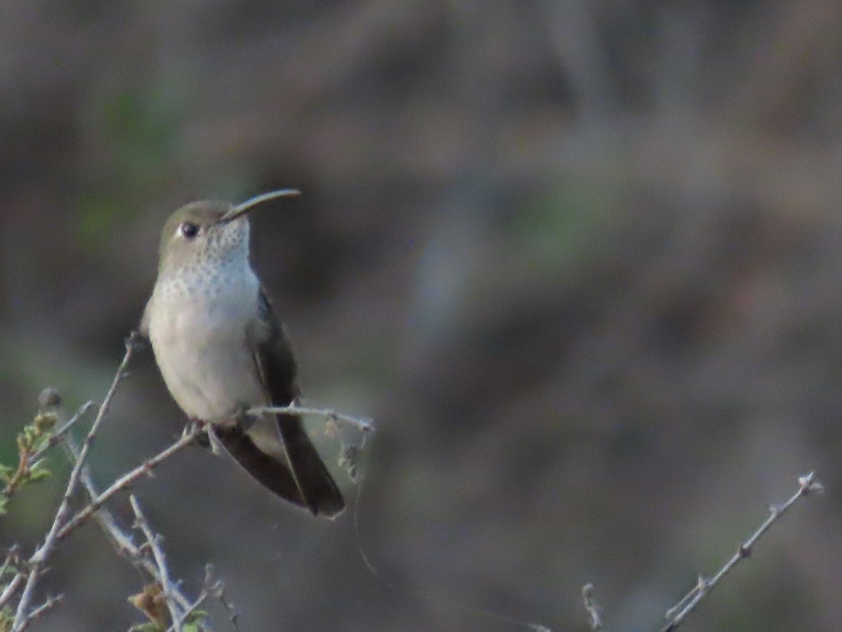 Spot-throated Hummingbird - ML616939099