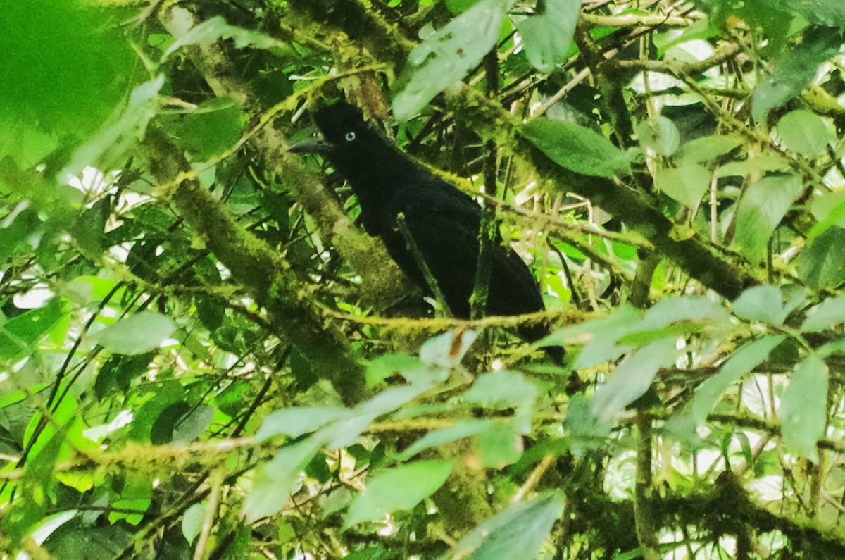 Amazonian Umbrellabird - ML616939102