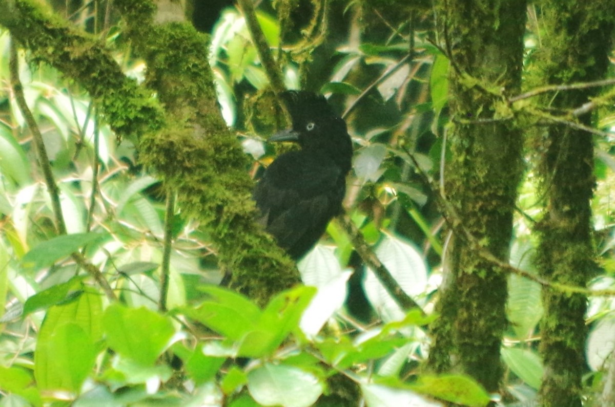 Amazonian Umbrellabird - ML616939103