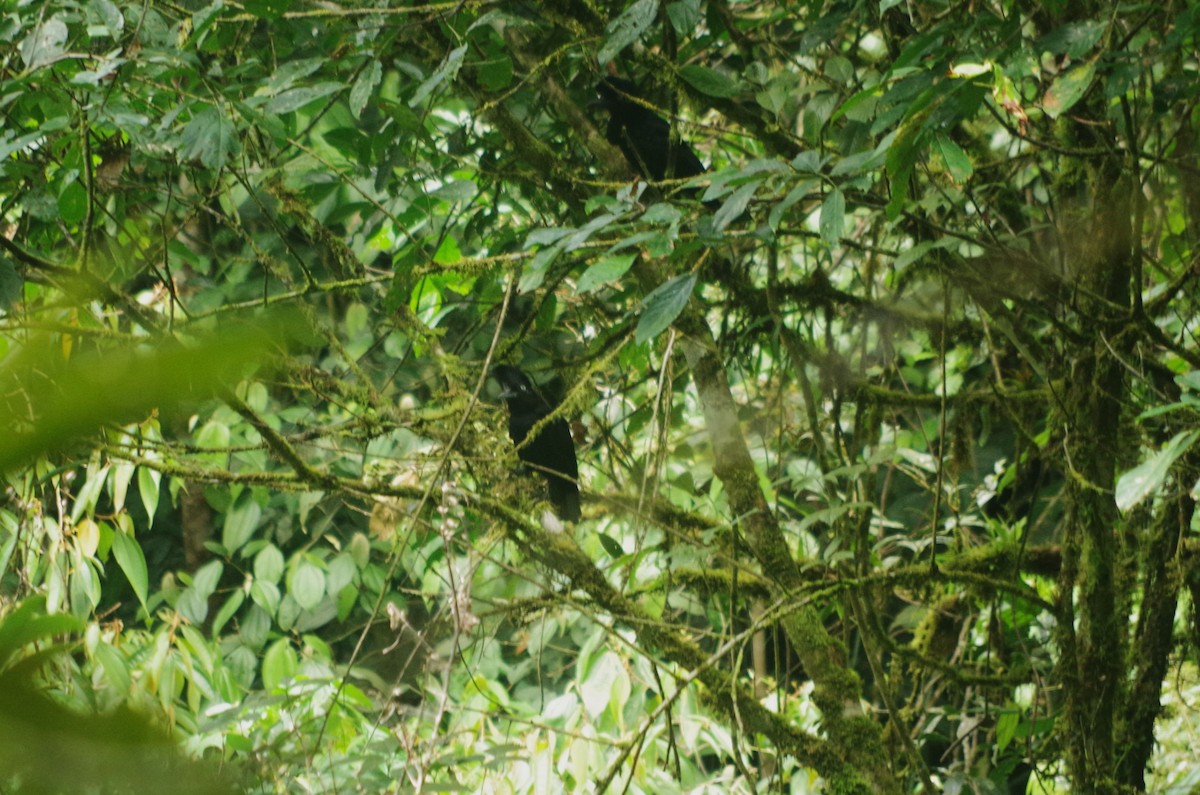 Amazonian Umbrellabird - ML616939104