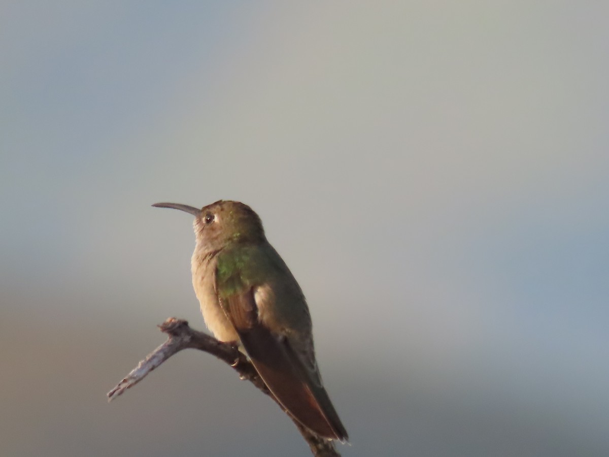 Spot-throated Hummingbird - ML616939110