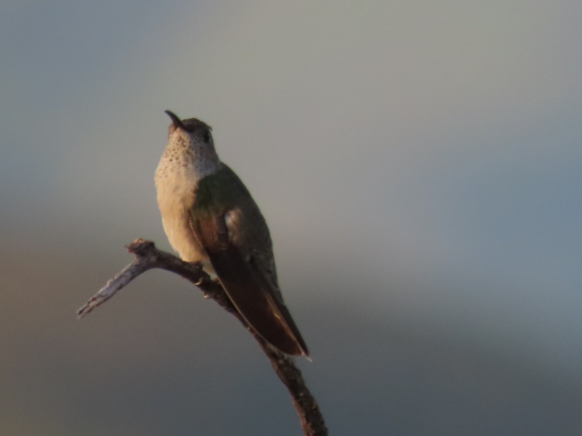 Spot-throated Hummingbird - ML616939118
