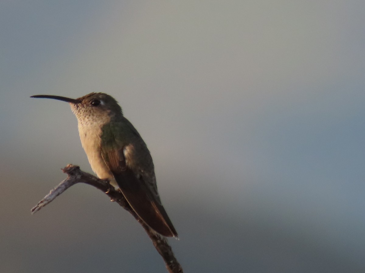 Spot-throated Hummingbird - ML616939121