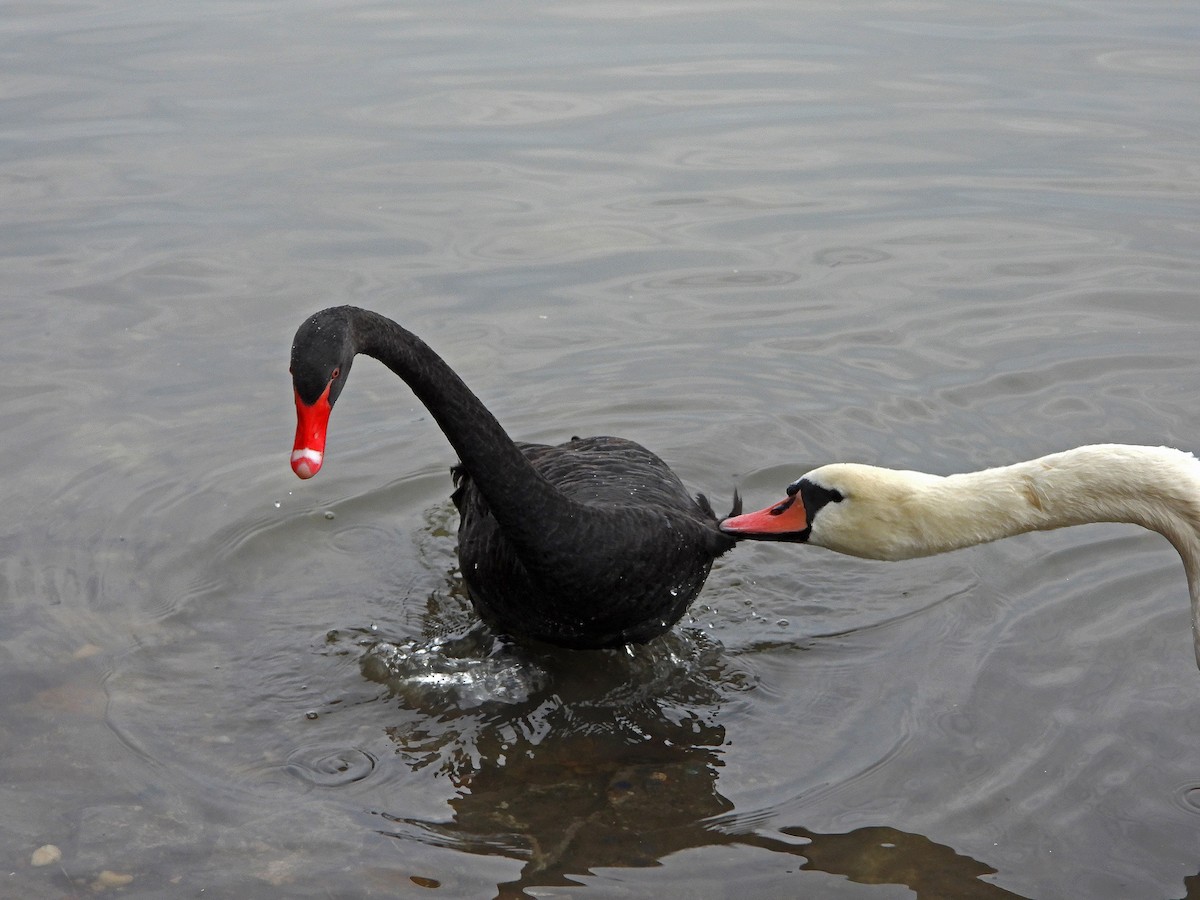 Black Swan - ML616939485