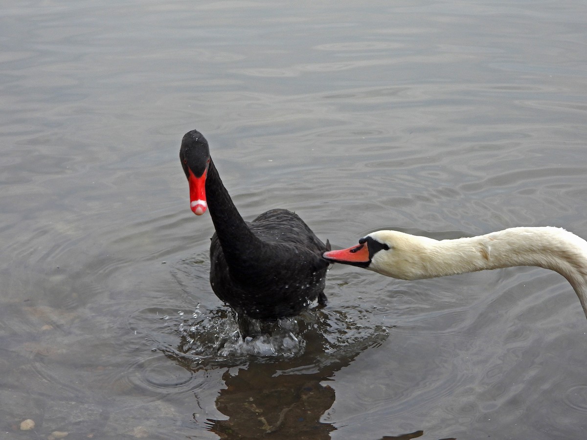 Black Swan - ML616939486