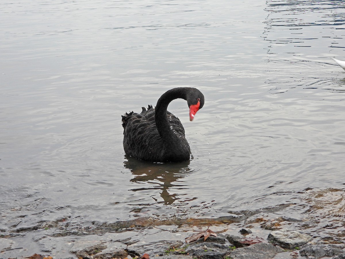Black Swan - ML616939488