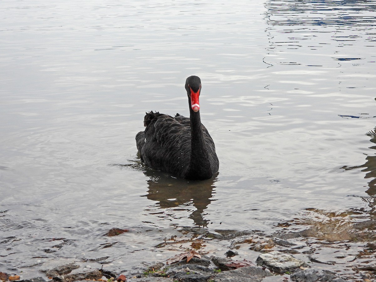 Black Swan - ML616939489