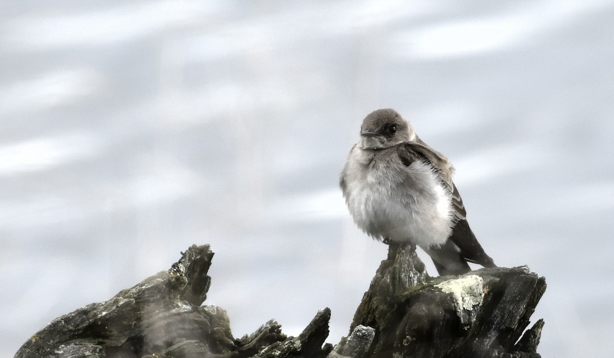 Northern Rough-winged Swallow - ML616939499