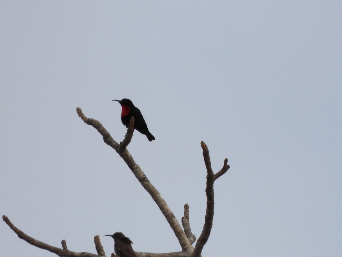 Scarlet-chested Sunbird - ML616939517