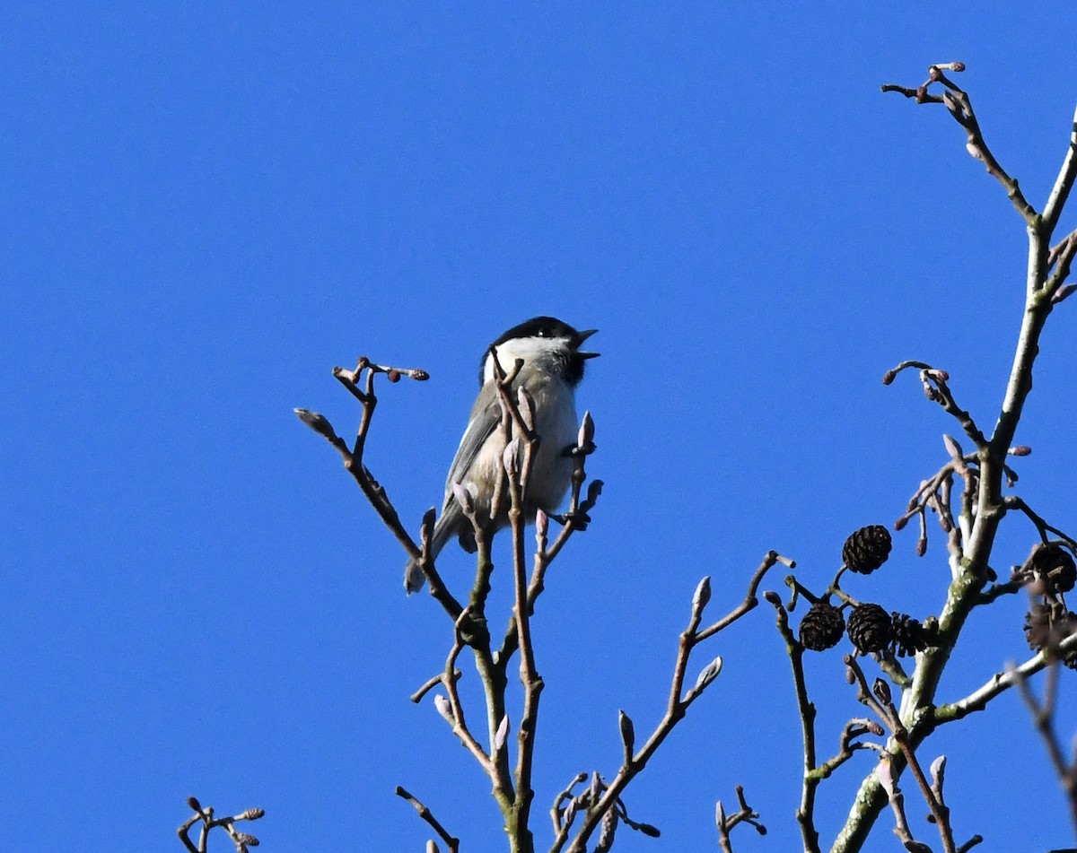 Willow Tit (Willow) - A Emmerson