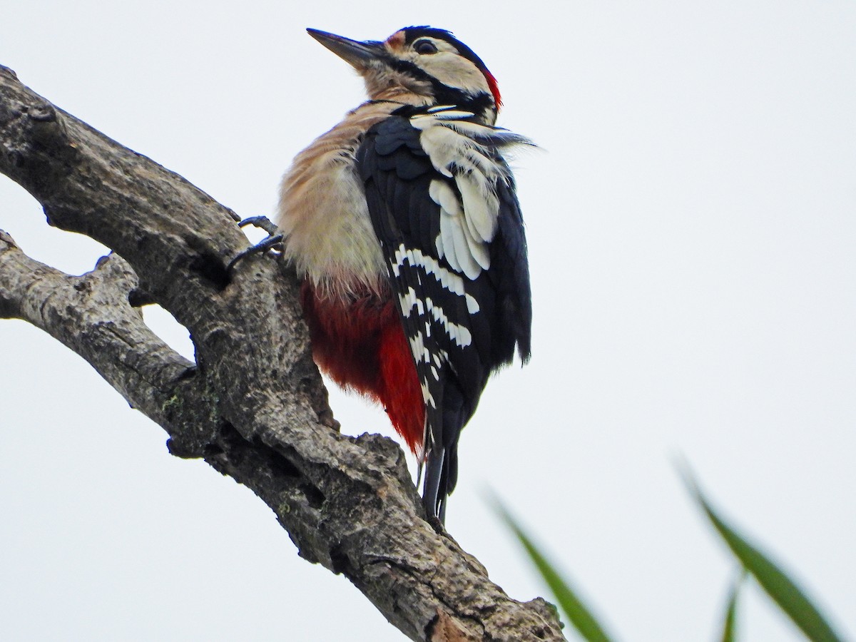 Great Spotted Woodpecker - ML616939578