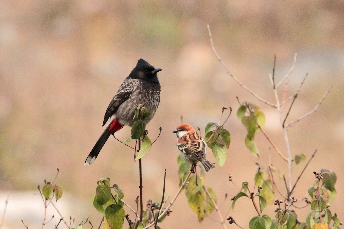 Red-vented Bulbul - ML616939588