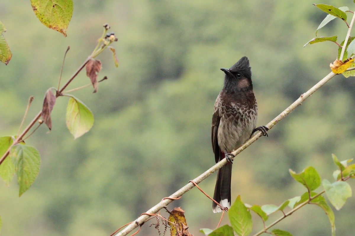 Red-vented Bulbul - ML616939589